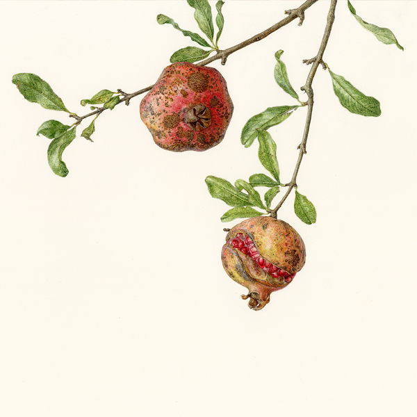 Turezure no kusa - Pomegranate on a tree