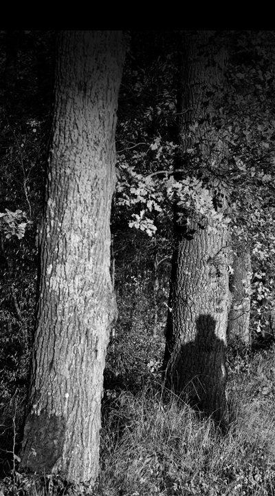 Waldschatten, © Wildfried Gebhard